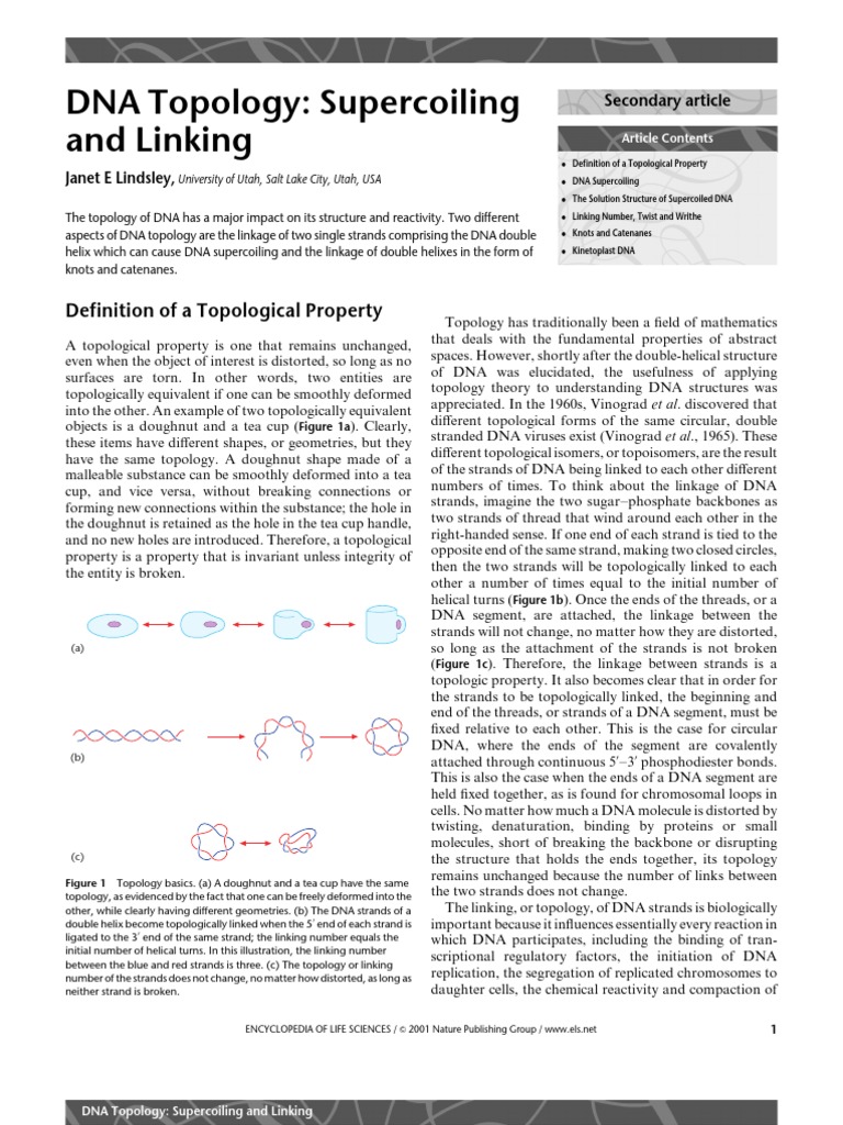 DNA Topology Supercoiling and Linking PDF | PDF | Nucleic Acid Double ...
