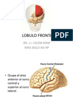 Lóbulo frontal: funciones y áreas cerebrales