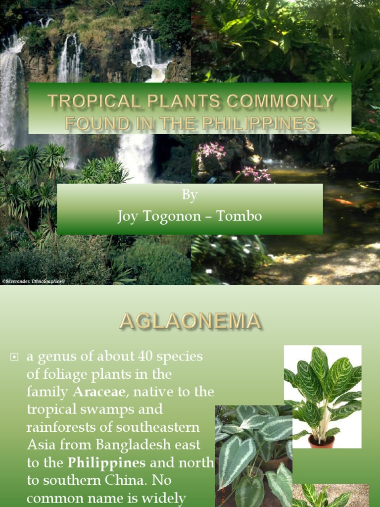 Tropical Plants Commonly Found in The Philippines PDF Plants