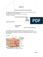 Guia 7 General Ida Des de Organos de Los Sentidos