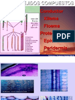 Xilemafloema 08 B