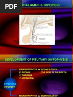 Hipothalamus & Hipofisis