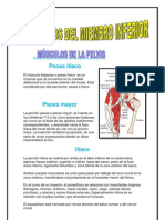 Monografia de Anatomia