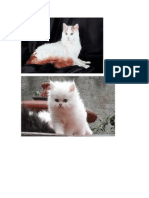 gatos.docx