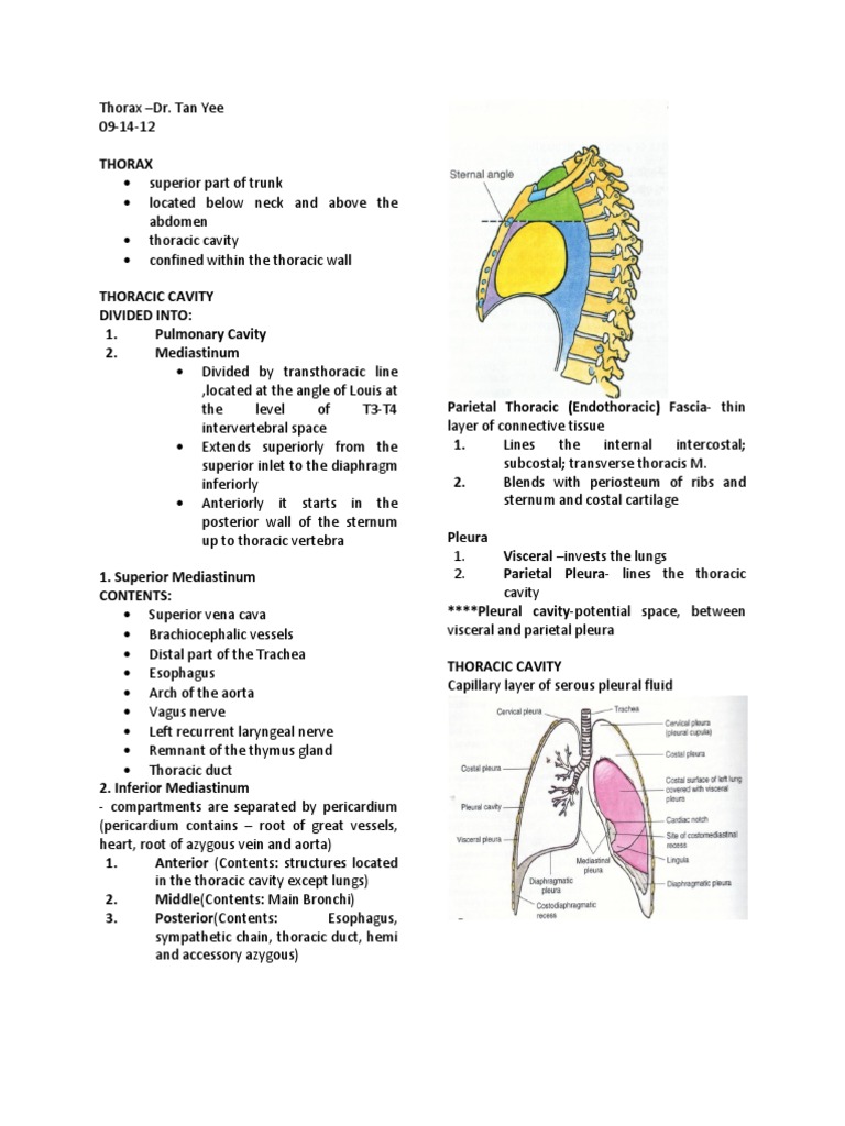 Thoracic Cavity | PDF | Thorax | Vertebra