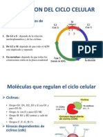 Regulacion Del Ciclo Celular-Emvz-2013