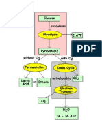 U 2 Respiration Diagram