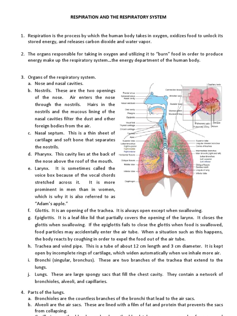 Respiratory System (Chart) Lung Breathing
