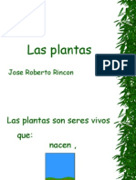 Jose Roberto Rincon, Plantas