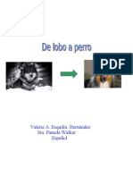 De Lobo A Perro