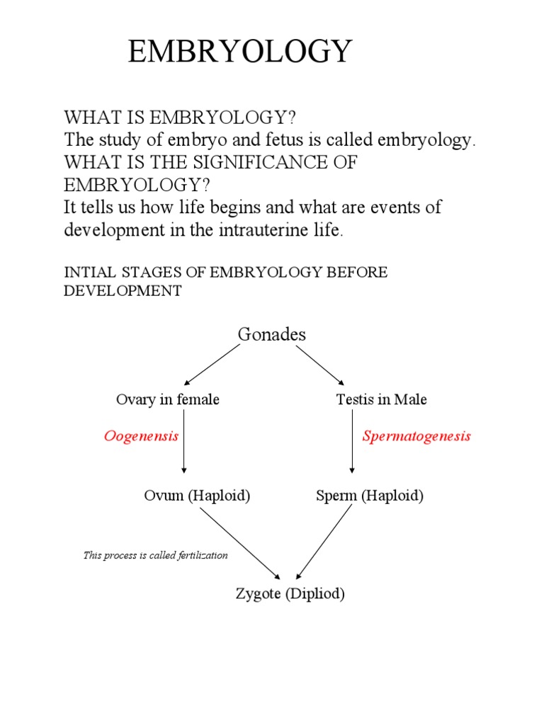 Overview of Embryology Development | PDF | Science & Mathematics