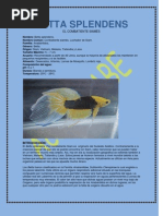 Download BETTA SPLENDENS by Acuario ABE SN15750685 doc pdf