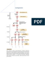 Mekanisme Spermatogenesis