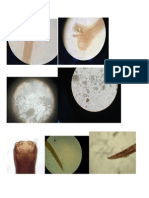 Parasitologia Fotos para Impressão
