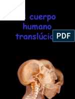 O Corpo Humano Translucido