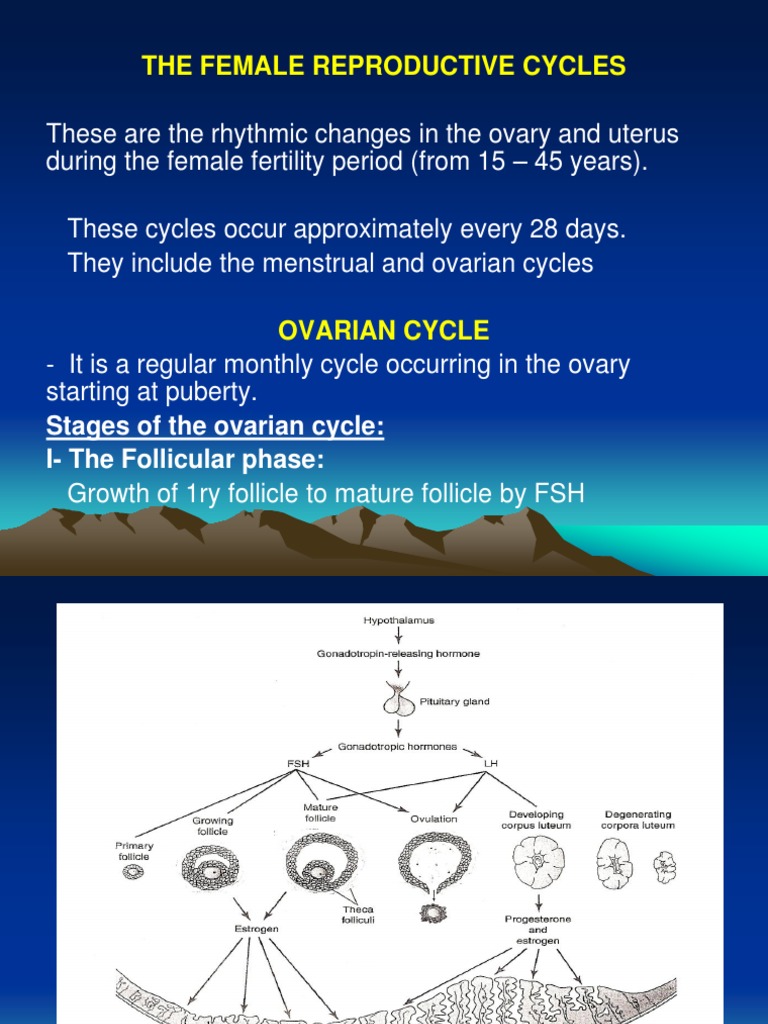 Ovarian Cycle & Menestrual Cycle | PDF | Menstrual Cycle | Ovary