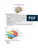 Anatomy of The Central Nervous System