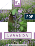 lavanda, uzgoj