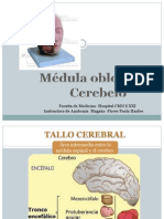 Medula y Cerebelo