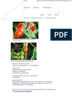 Comasagua - Solanum Lycopersicum L