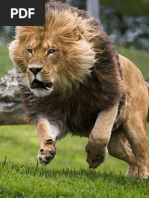 Download ACCIN -Padre R Pfau by Solo Por Gratitud Apoyo SN158034238 doc pdf