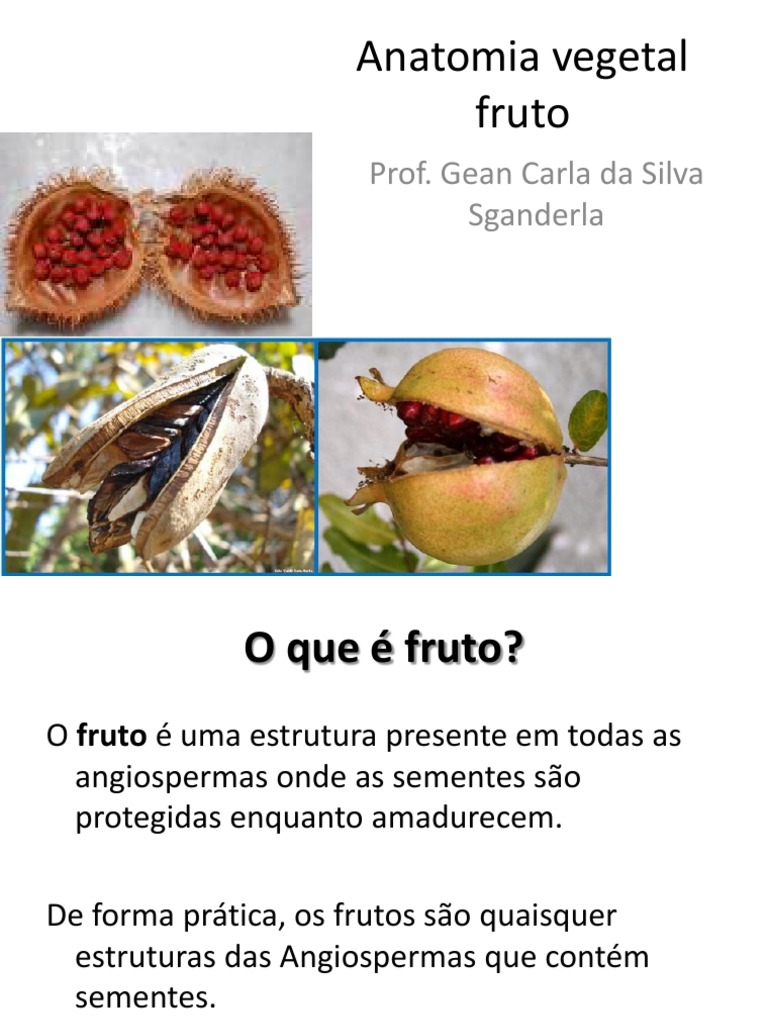 Anatomia Vegetal Fruto | PDF | Fruta | Plantas de jardim