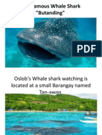 The Famous Whale Shark Report