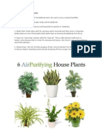 6 Air Purifying House Plants
