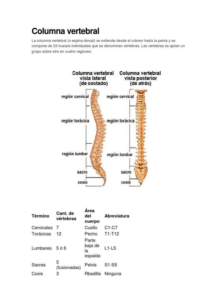 Estructura y funciones de la columna vertebral | PDF | Vértebra | La ...
