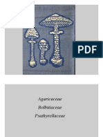 Agaricaceae Family Overview