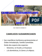 Camelidos Sudamericanos