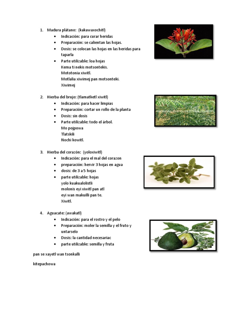 Hierbas en Nahuatl 2 | PDF | Alimentos | Plantas