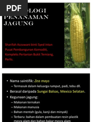 Teknologi Penanaman Jagung  PDF