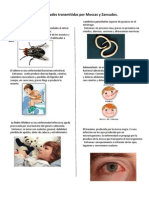 Enfermedades Transmitidas Por Moscas y Zancudos