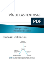 Procesos Biologicos - 12 - Pentosa Fosfato.11.05.09