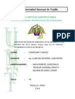 Informe de Yuca Tuberosas 1