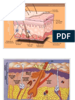 Anatomia Da Pele