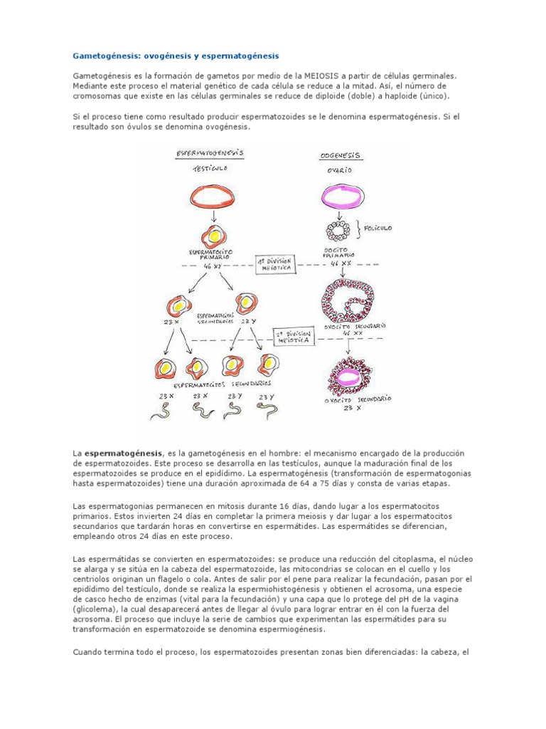 Ovogenesis Y Espermatogenesis Biología Del Desarrollo Células