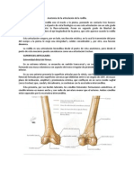 Anatomía de la articulación de la rodilla