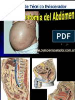 Anatomia Abdomen