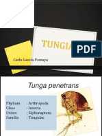 Tungiasis