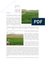 El cultivo de la alfalfa dormante en la sierra alto andina y revision.docx