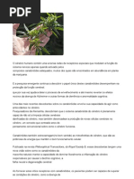 Cannabinoides da maconha diminui a degradação e o evelhecimento cerebral, e reverte demencia