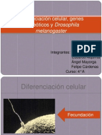 Diferenciación Celular, Genes Homeóticos y Drosophila Melanogaster