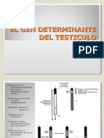 El Gen Determinante Del Testiculo -> Futura  Médica