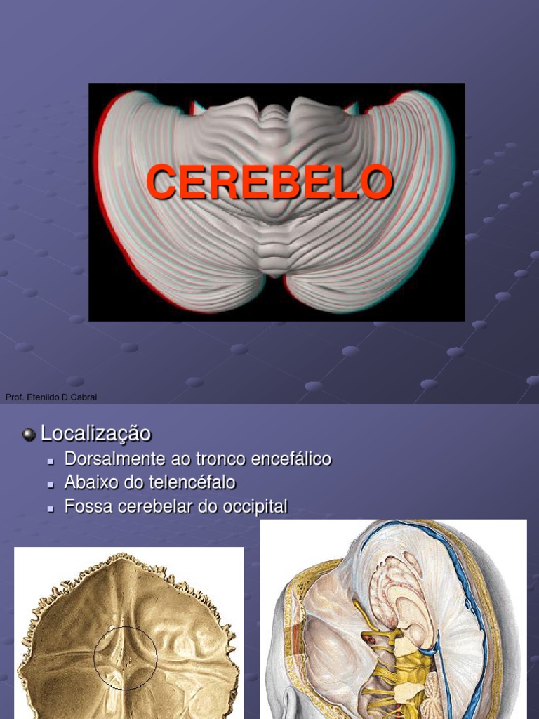 Anatomia e Função do Cerebelo | PDF | Cerebelo | Zoologia