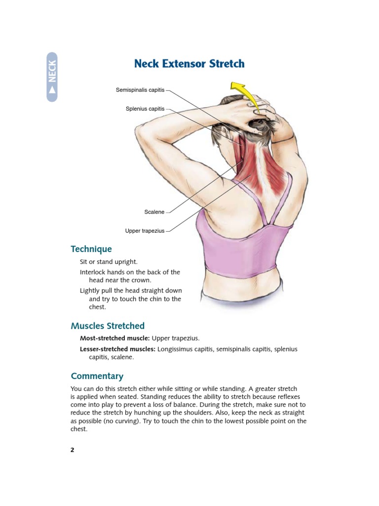 Stretching The Neck | Download Free PDF | Anatomical Terms Of Motion