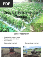 Training of Tomato