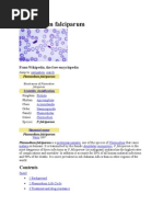 Download Plasmodium falciparum by SUTHAN SN15946696 doc pdf