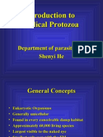 Protozoa A